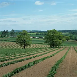 Currant: Blackcurrant crops
