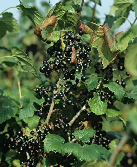 Kent: Blackcurrant fruits on the bush