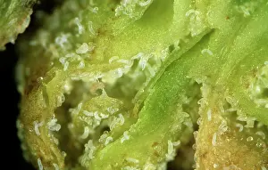 Mites: Blackcurrant gall mites