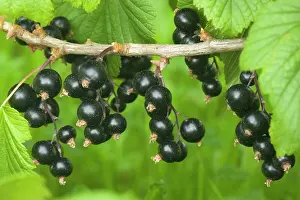 Blackcurrant: Blackcurrant - ripe blackcurrant berries on twig