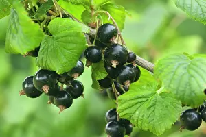 Blackcurrant: Blackcurrant - ripe blackcurrant berries on twig