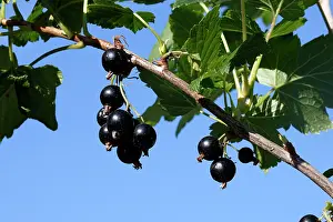 Blackcurrant: Blackcurrants - fruit on branch