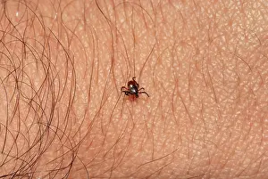 Ticks: Blackegged Tick
