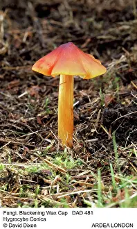 Hygrocybe: Blackening / conical WAXCAP fungi