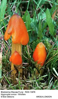 Hygrocybe: Blackening / conical WAXCAP fungi