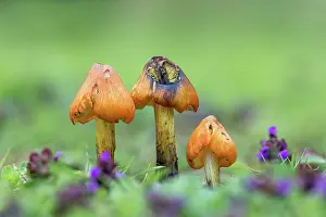 Toadstool: Blackening Waxcap - Fungi - UK