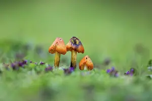 Toadstool: Blackening Waxcap - UK