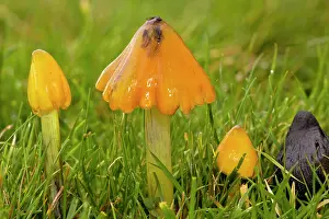 Hygrocybe: Blackening Waxcaps - in various stages - acid grassland