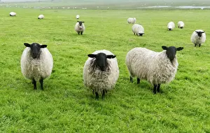 Northumberland: Blackface ewe, Northumberland, England, UK