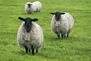 Northumberland: Blackface ewe, Northumberland, England, UK