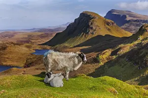 Trotternish: Blackface Sheep - landscape with adult Blackface