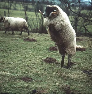 Blackface: blackface SHEEP - leaping
