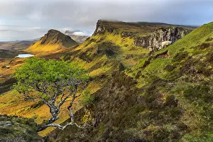 Trotternish: Blackface Sheep on Quiraing - landscape with adult