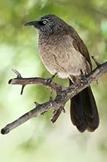 Uncommon: Blackfaced Babbler - perched on branch - uncommon