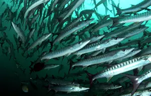 Shoaling: Blackfin Barracuda school