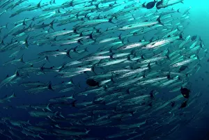 Shoaling: Blackfin Barracuda School
