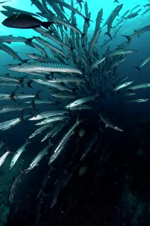 Shoaling: Blackfin Barracuda school