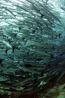 Shoaling: Blackfin Barracuda school