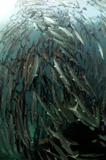 Shoaling: Blackfin Barracuda school