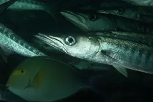 Qenie: Blackfin Barracuda school