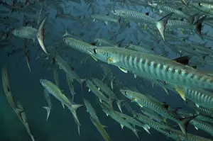 Sipadan: Blackfin Barracuda school