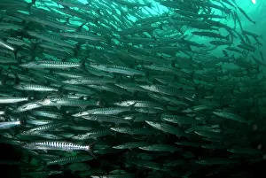 Sipadan: Blackfin Barracuda school