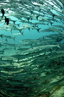 Sipadan: Blackfin Barracuda school