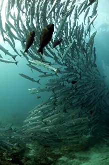 Sipadan: Blackfin Barracuda school