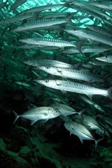 Shoaling: Blackfin Barracuda school with Bigeye Trevally (Caranx