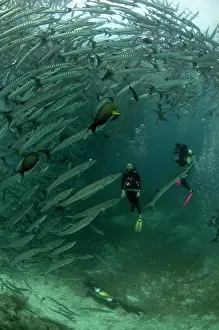 Shoaling: Blackfin Barracuda school with divers