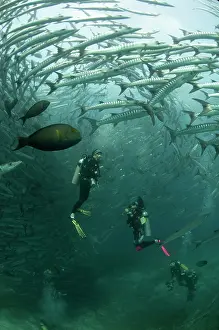 Shoaling: Blackfin Barracuda school with divers