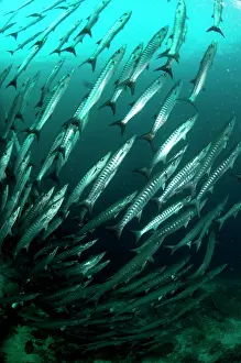 Shoaling: Blackfin Barracuda School forming tornado