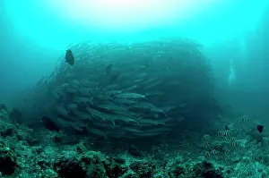 Shoaling: Blackfin Barracuda school forming tornado