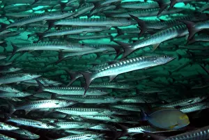 Shoaling: Blackfin Barracuda school with single Yellowfin