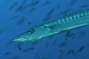 Chevron: Blackfin Barracuda - with small fish in background