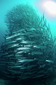 Sipadan: Blackfin Barracuda tornado
