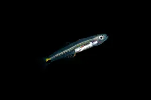 Angus: Blackfin Dartfish - juvenile