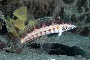 Parapercis: Blackfin Sandperch