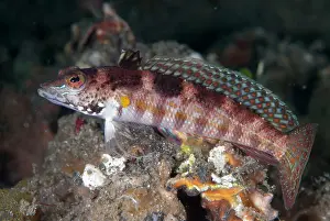 Parapercis: Blackfin Sandperch perched on rock