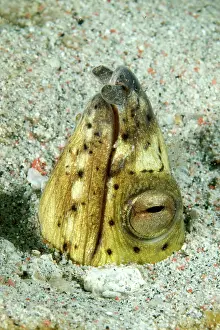 Indonesian: Blackfin snake eel (Ophichthus melanochir) Sand