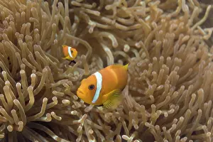 Tentacles: Blackfoot Anemone Fish - Maldives
