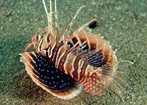 Firefish: Blackfoot firefish (Parapterois heterura) swimming over the sand