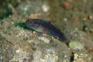Band: Blackfoot Goby - Dropoff dive site, Tulamben, Karangasem