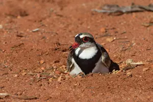 Dotterel: Blackfronted Dotterel incubating a three egg nest Papu
