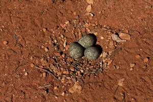 Dotterel: Blackfronted Dotterel nest Papunya Aboriginal Communit