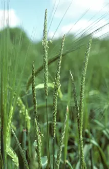 Alopecurus: Blackgrass