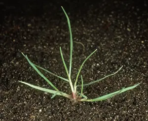 Alopecurus: Blackgrass