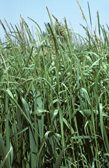 Flag: Blackgrass (Alopecurus myosuroides)