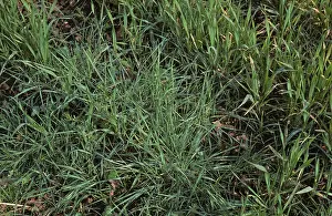 Weeds: Blackgrass (Alopecurus myosuroides)