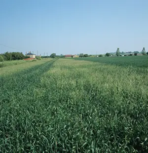 Foxtail: Blackgrass (Alopecurus myosuroides) infestation